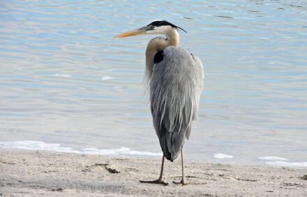 Stump Pass Beach: A Hidden Gem in Englewood, Florida